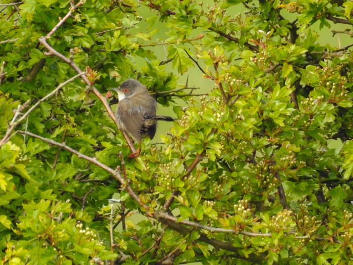 Sardinian Warbler