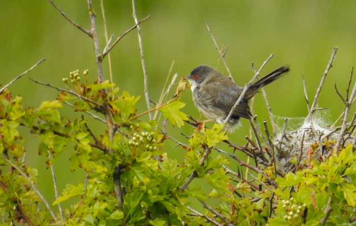 Sardinian Warbler