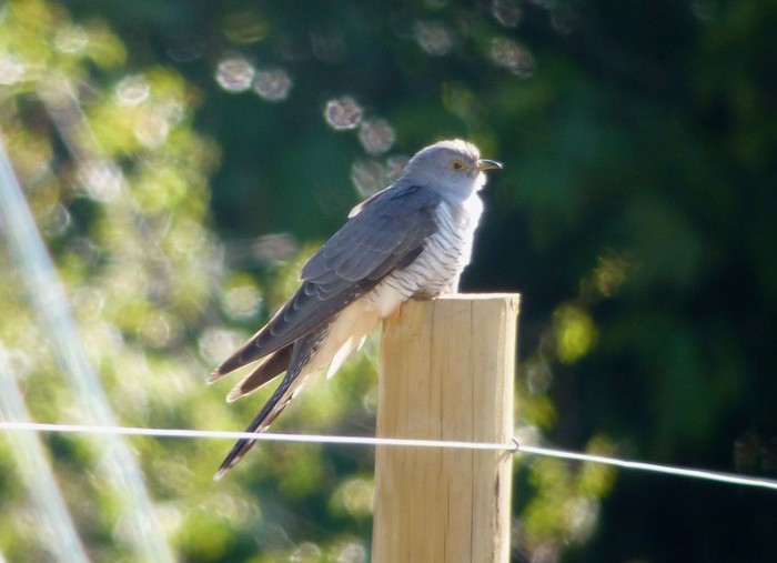 Cuckoo