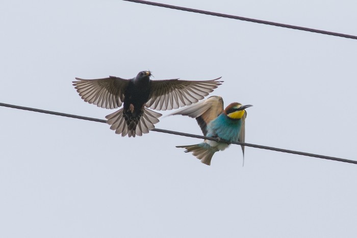 Bee-eater