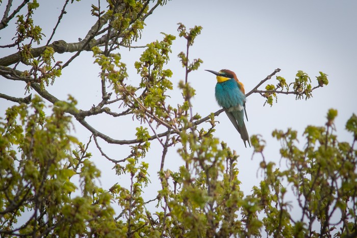 Bee-eater