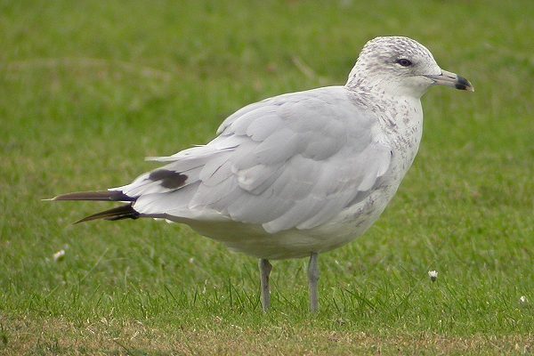 Ring-billed Gull