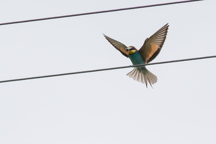 Bee-eater