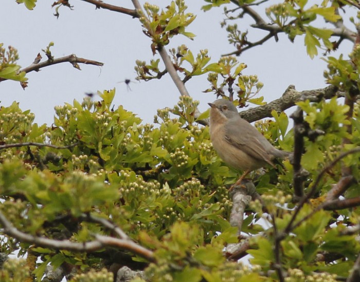 Western Subalpine Warbler