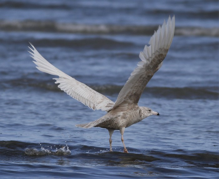 Glaucous Gull