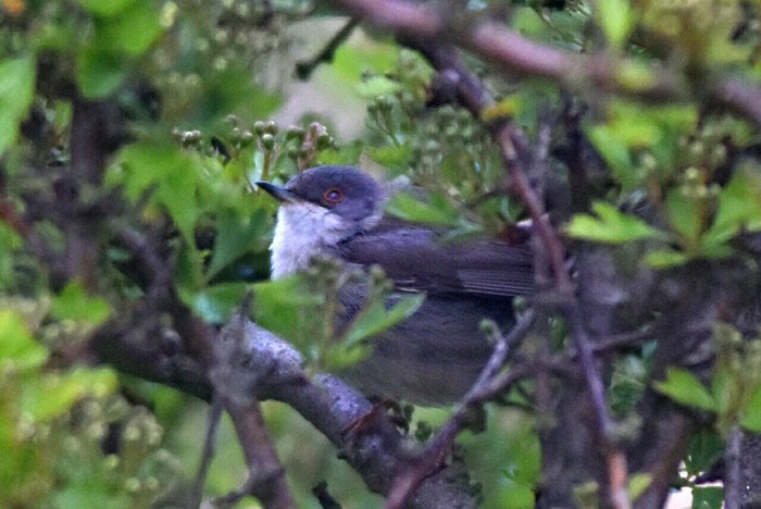 Sardinian Warbler