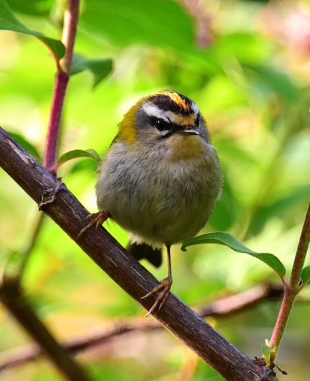 Firecrest