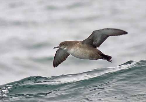 Balearic Shearwater