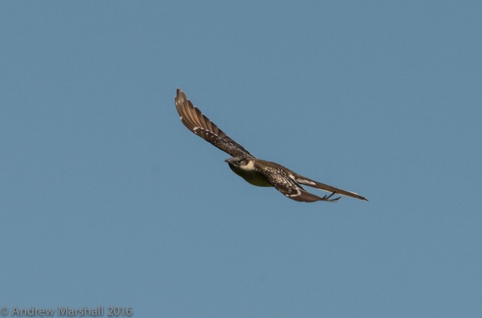 Great spotted cuckoo