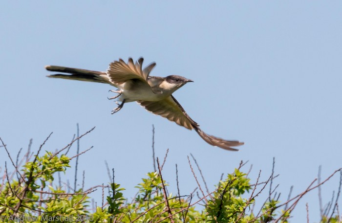 Great spotted cuckoo