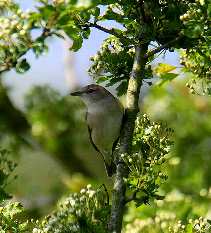 Garden Warbler