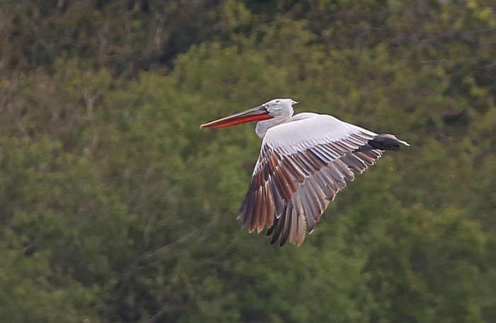 Dalmatian Pelican