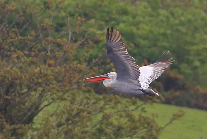 Dalmatian Pelican