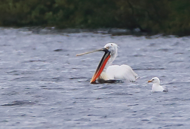 Dalmatian Pelican