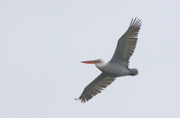 Dalmatian Pelican