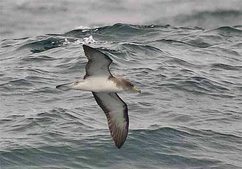Cory's Shearwater