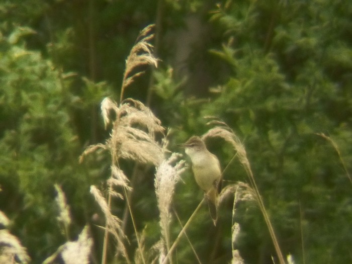 Great Reed Warbler