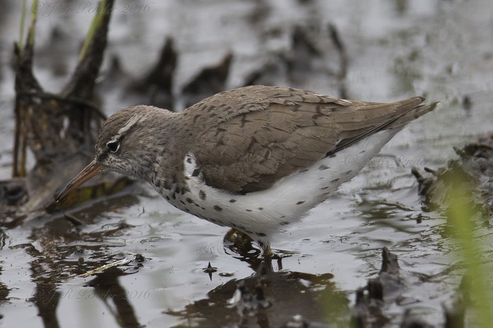 Spotted Sandpiper