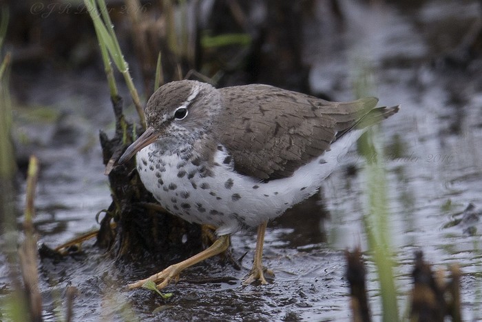 Spotted Sandpiper
