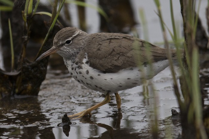 Spotted Sandpiper