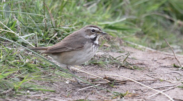 Bluethroat