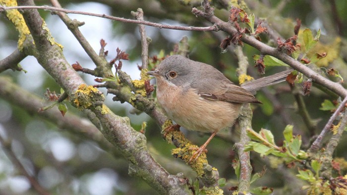 Western Subalpine Warbler