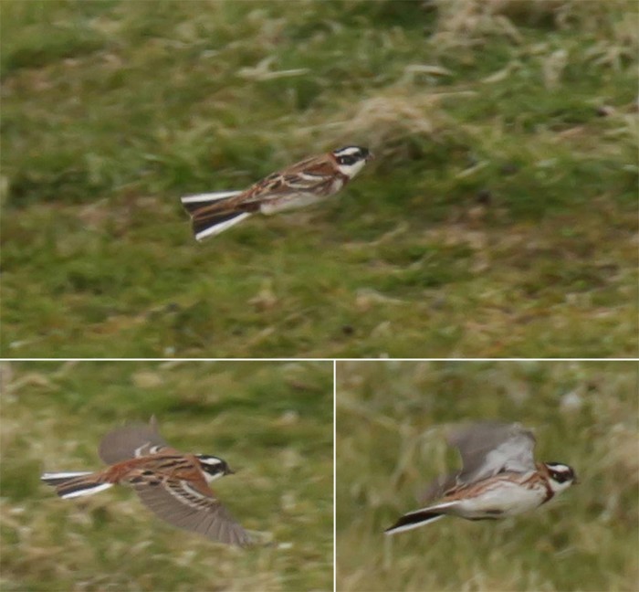 Rustic Bunting