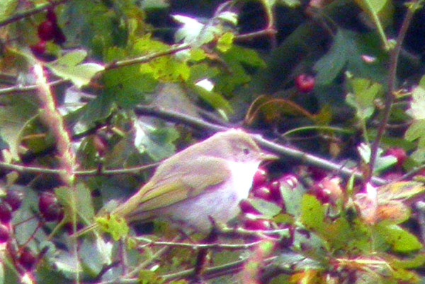 Western Bonelli's Warbler