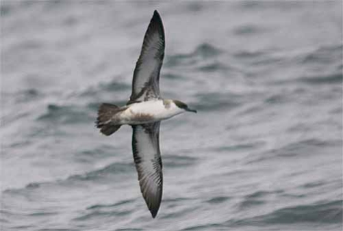Great Shearwater