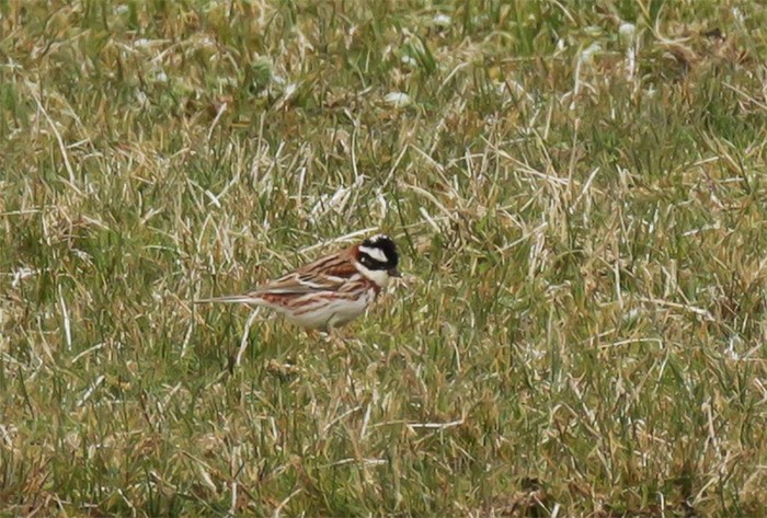 Rustic Bunting