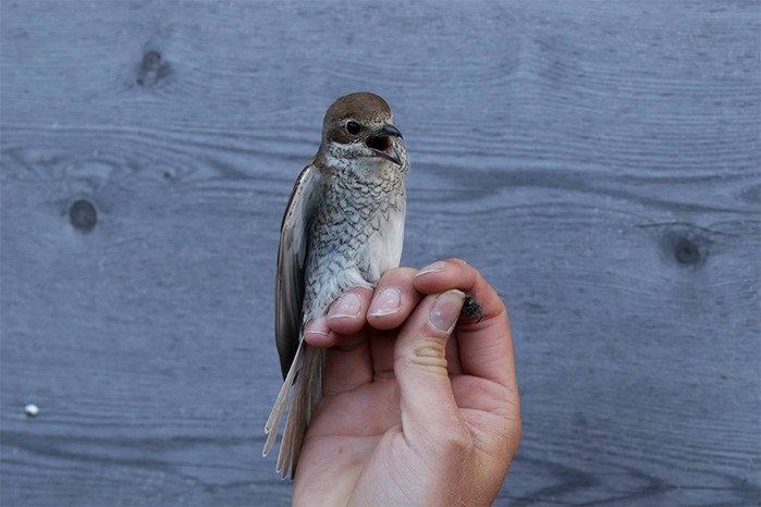 Red-backed Shrike