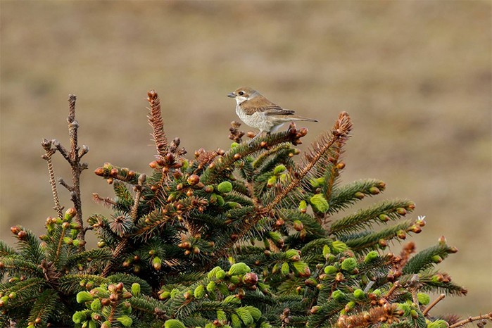 Red-backed Shrike