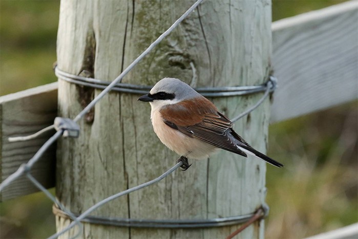 Red-backed Shrike