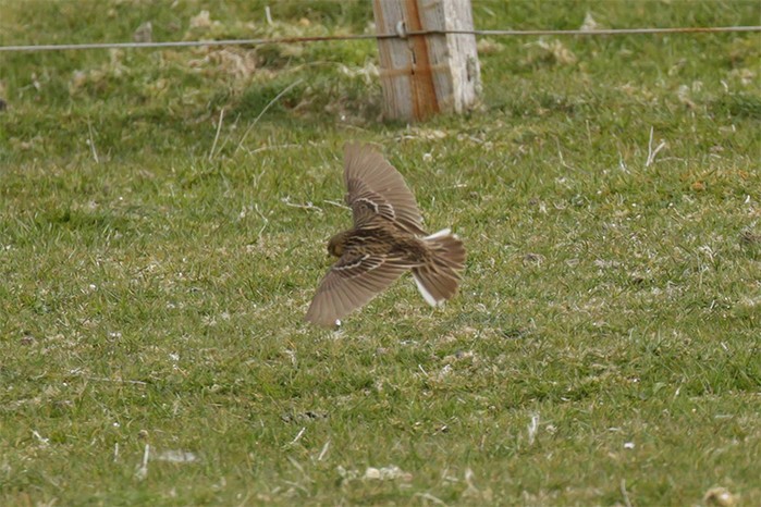 Red-throated Pipit
