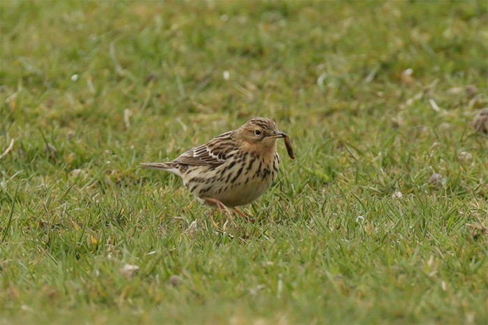 Red-throated Pipit