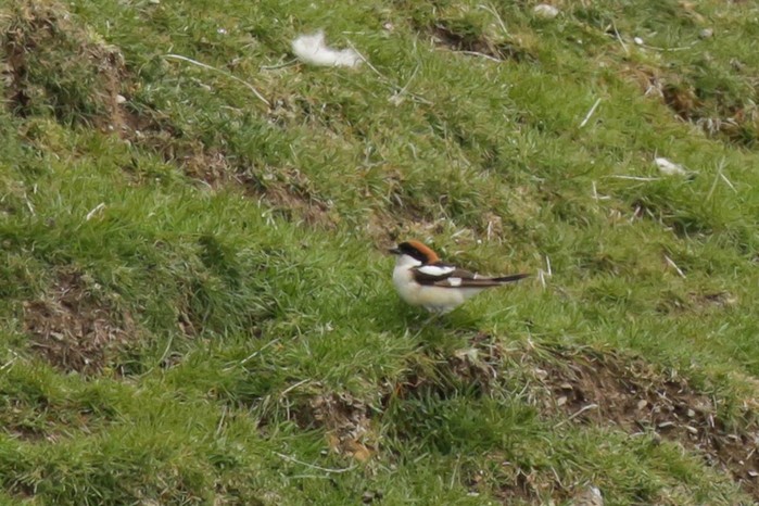 Woodchat Shrike