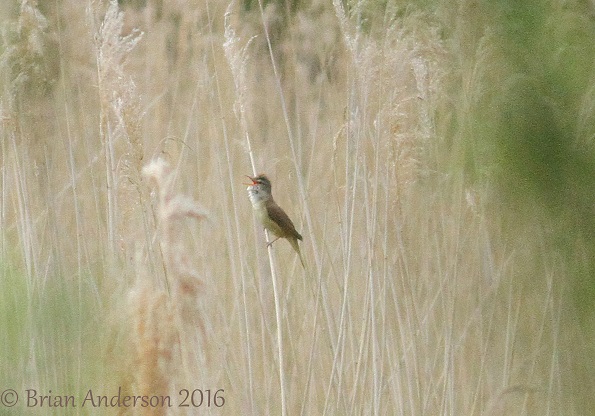Great Reed Warbler