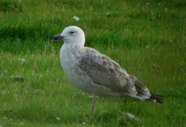 Caspian Gull