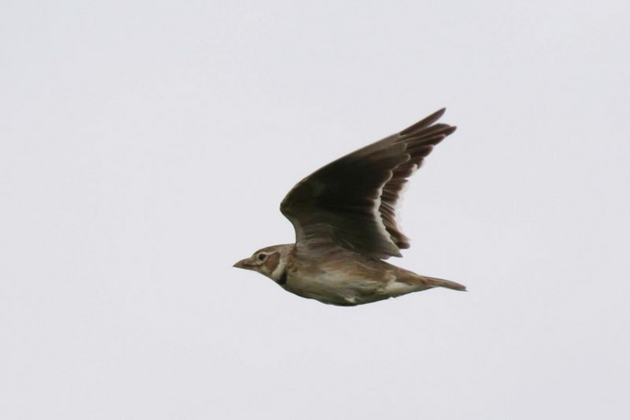 Calandra Lark
