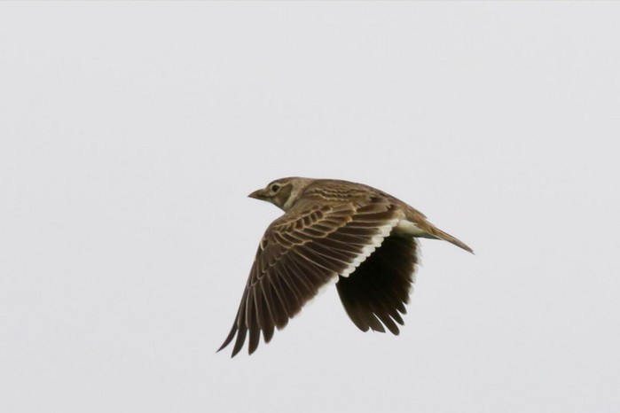 Calandra Lark