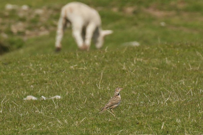Calandra Lark