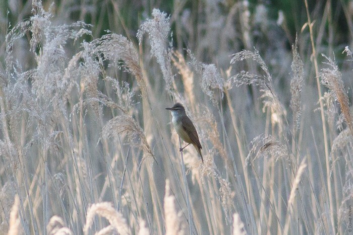 Great Reed Warbler