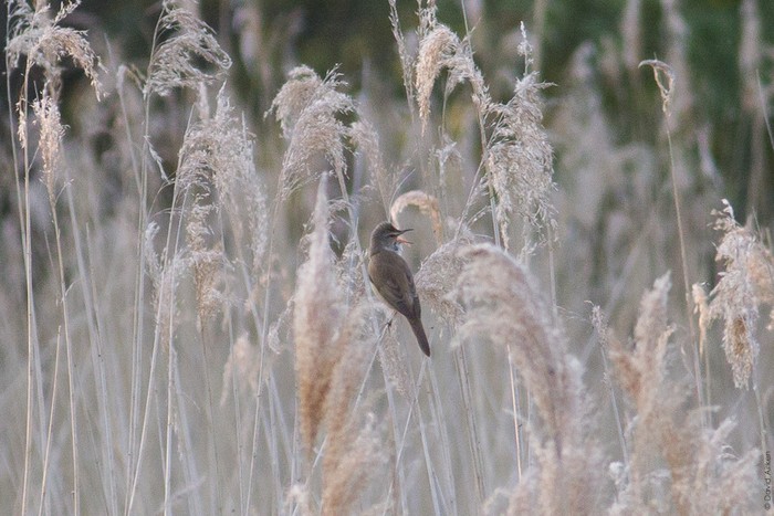 Great Reed Warbler