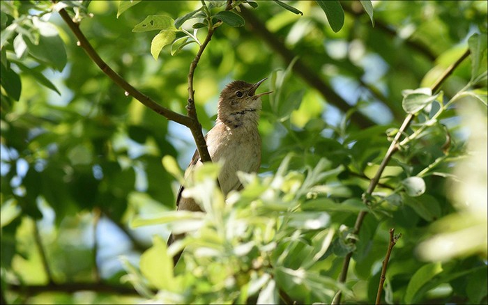 Savi's Warbler
