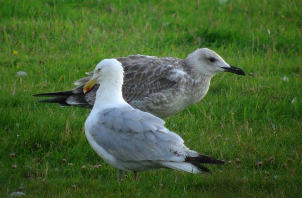 Caspian Gull