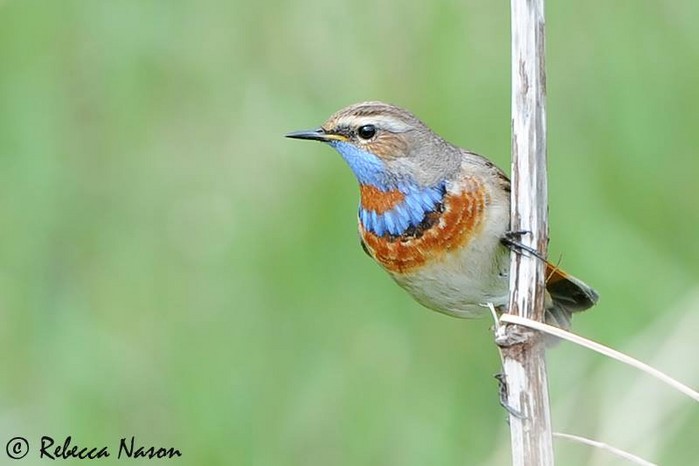 Red-spotted Bluethroat