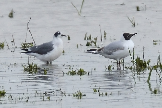Franklin's Gull