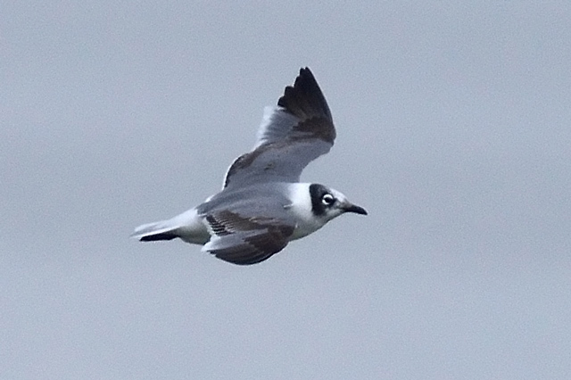 Franklin's Gull