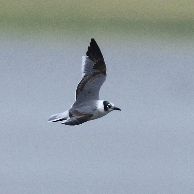 Franklin's Gull