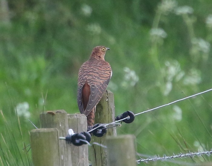 Cuckoo
